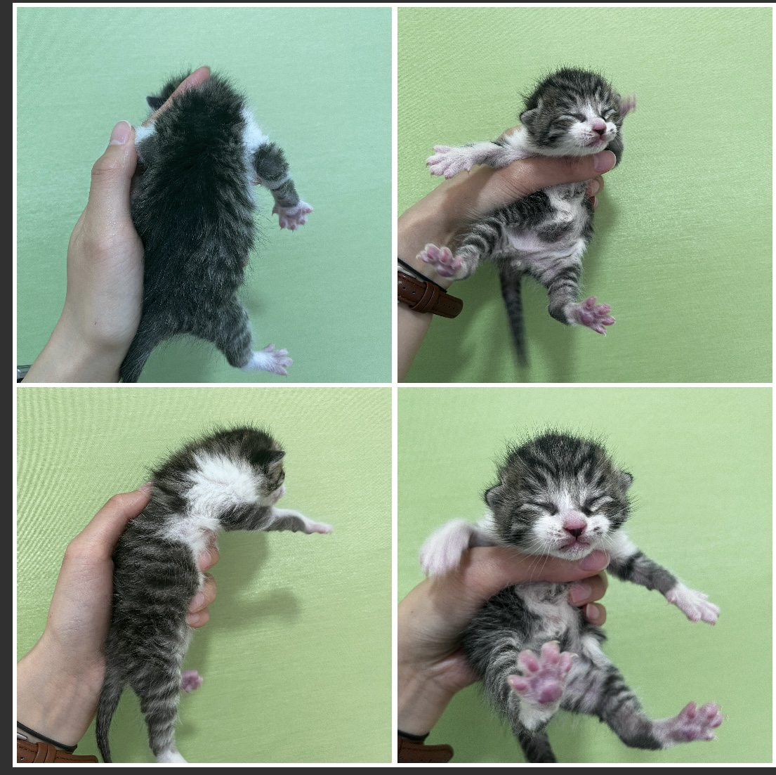 천안시유기동물보호소_444449202300752